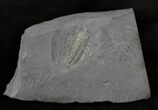 Pyritized Triarthrus Trilobite With Legs! - New York #26431-2